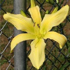 WHIP CITY BILLIE GREENFELD